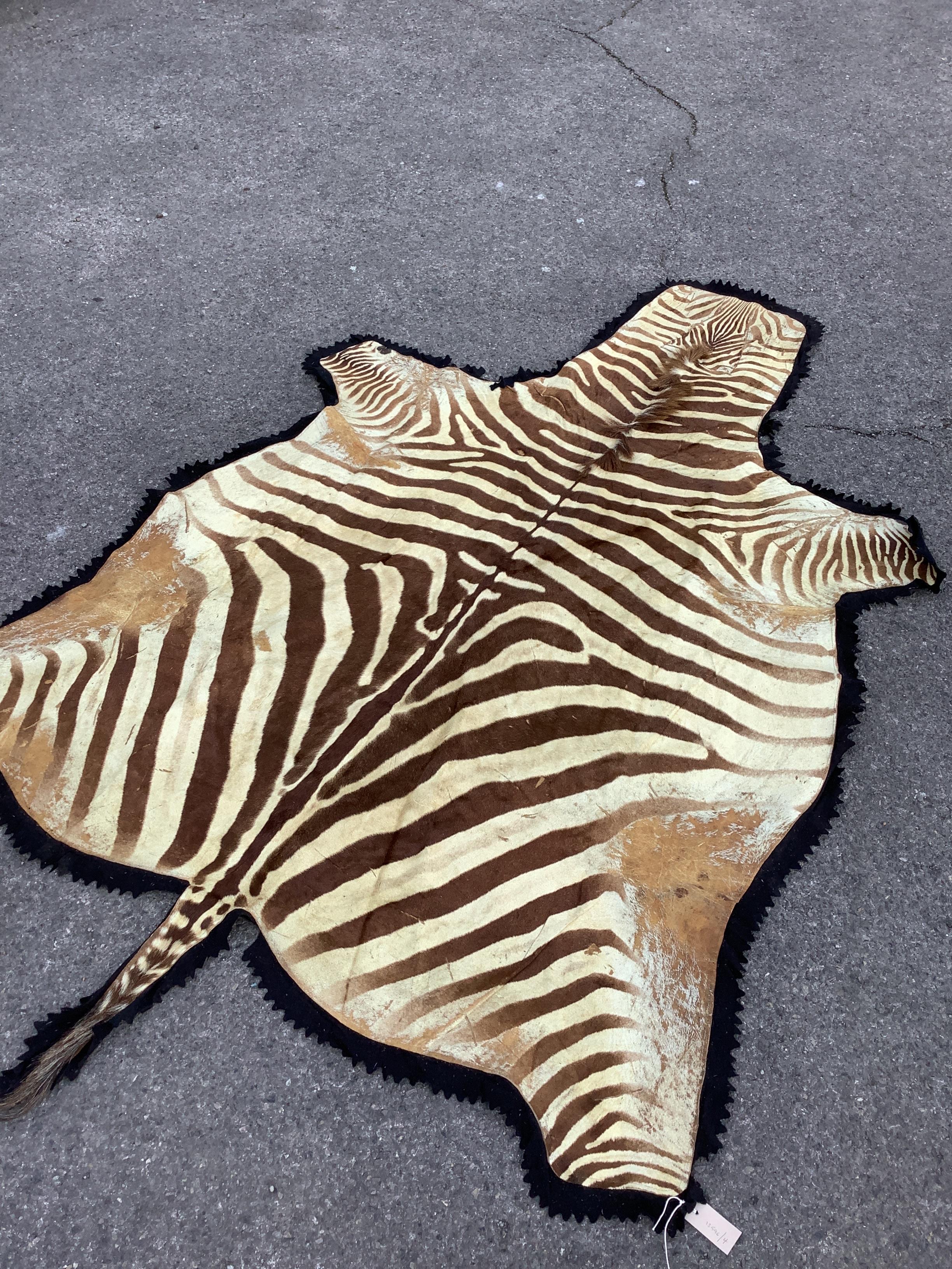 A felt backed zebra skin rug, 250 x 104cm